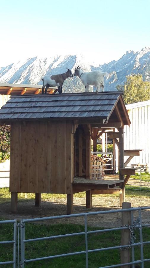 Zweimaederlhaus Lägenhet Bad Mitterndorf Exteriör bild