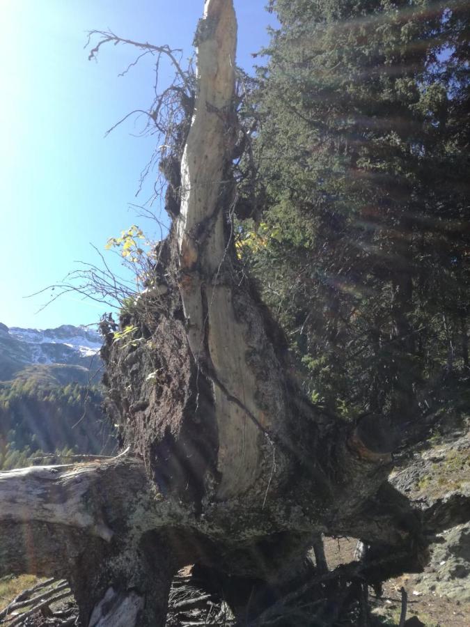 Zweimaederlhaus Lägenhet Bad Mitterndorf Exteriör bild